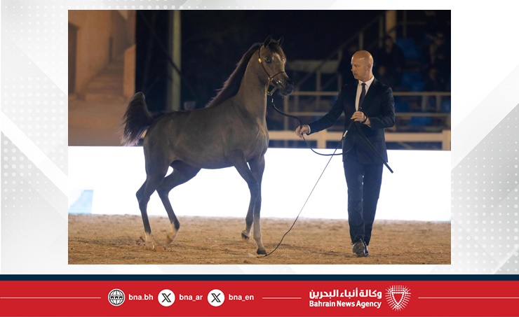 الاتحاد الملكي يستعد لتنظيم بطولة كأس الإمارات العالمي لجمال الخيل العربية